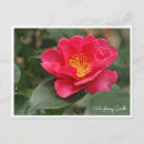 Search for camellia postcards Flower