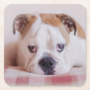 Search for english photography English bulldog puppy