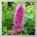 Search for buds posters Pink