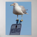 Search for seagull posters Wildlife