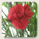 Search for carnation coasters Red