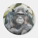 Search for chimpanzees magnets Cute