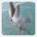 Search for bottlenose stickers Outdoors