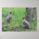 Search for partridges Birds