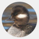 Search for little duck stickers Bird