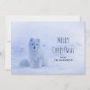 Search for arctic fox cards Wildlife