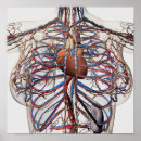 Search for circulatory system posters 3d