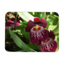 Search for maroon magnets Floral