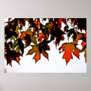 Search for red maple leaf posters Nature photography