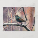 Search for starlings postcards Feathers