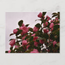 Search for camellia flower postcards Floral