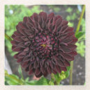 Search for dahlia flower coasters Pretty