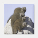Search for delta magnets Wildlife