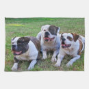 Search for american bulldog Cute