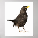 Search for black and white bird art Portrait