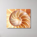 Search for nautilus shell art Nature