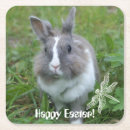 Search for hare barware Nature