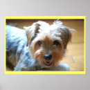 Search for yorkshire terrier posters Animal