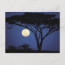 Search for tarangire Acacia