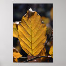 Search for oak leaf posters Fall