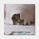 Search for rescued dog magnets Cat