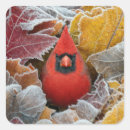 Search for red bird stickers Nature