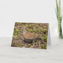 Search for turtle dove cards Doves