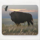Search for bison mousepads Wildlife