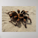 Search for spiders posters Animals