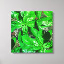 Search for basil art Leaves