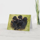 Search for chimpanzee cards Animal wildlife