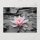 Search for white lily postcards Pond