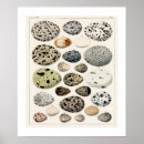 Search for bird egg posters Vintage