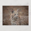 Search for bobcat postcards Big cat