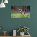 Search for coyotes posters Nature photography