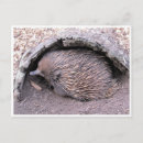 Search for spiny postcards Echidna