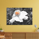 Search for black and white bee art Nature