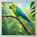 Search for parakeet posters Parrot