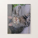 Search for tabby cat puzzles Kitty
