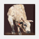 Search for buck magnets Rodeo