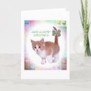Search for american shorthair cards Cats