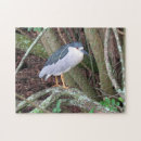 Search for night heron Photograph