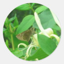 Search for honeysuckle stickers Flowers
