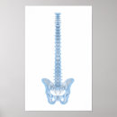 Search for backbone art Human