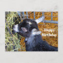 Search for baby goat birthday cards Animal