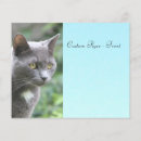 Search for animals flyers Cat