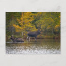 Search for baxter state park postcards Fall