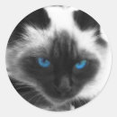 Search for siamese cat stickers Pets