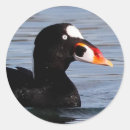 Search for drakes stickers Waterfowl