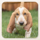 Search for basset barware Basset hound puppy